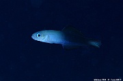 Ptereleotris evides-Maldives Fish Head-23m-20240423-da-DSC_6145_tn
